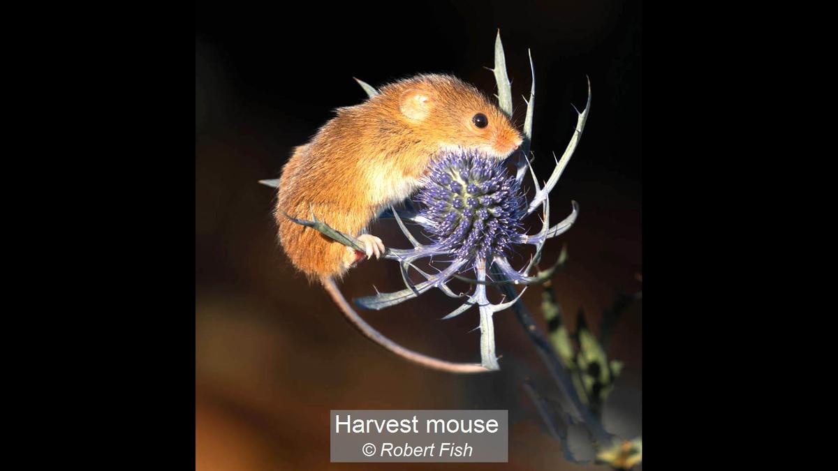 04_Harvest mouse_Robert Fish